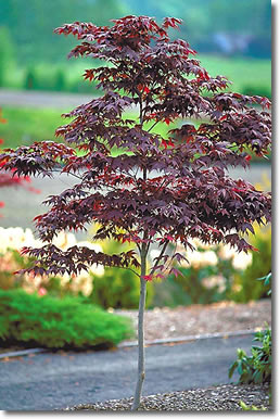 maple
