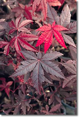 maple