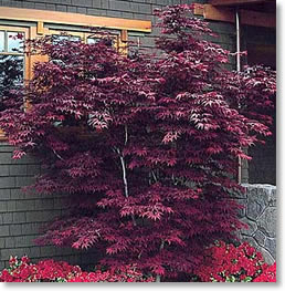 maple