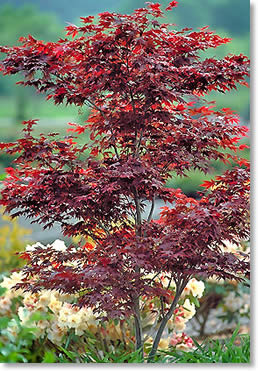 maple