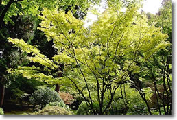 maple