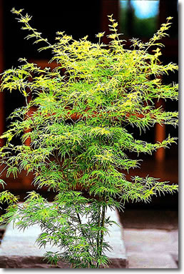 maple