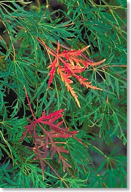 maple